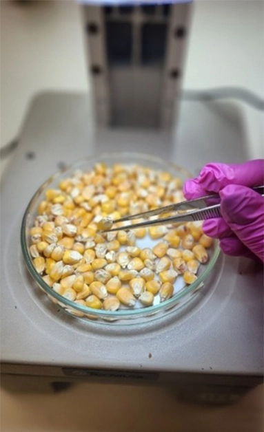 news-phytosanitary-inspection-1